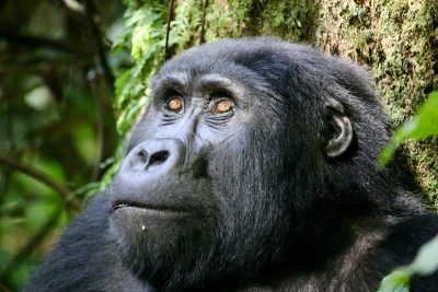 Gorilla trekking in Uganda overtreft alle verwachtingen